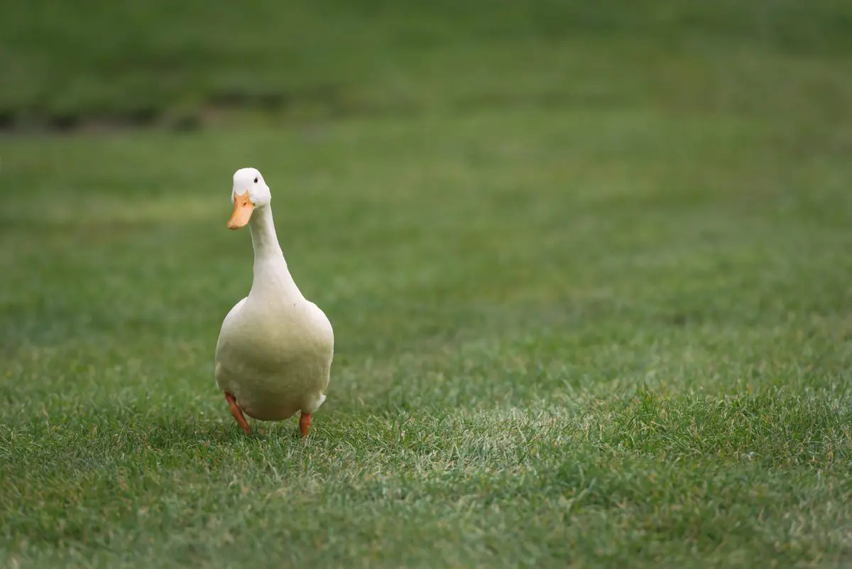 702_1099