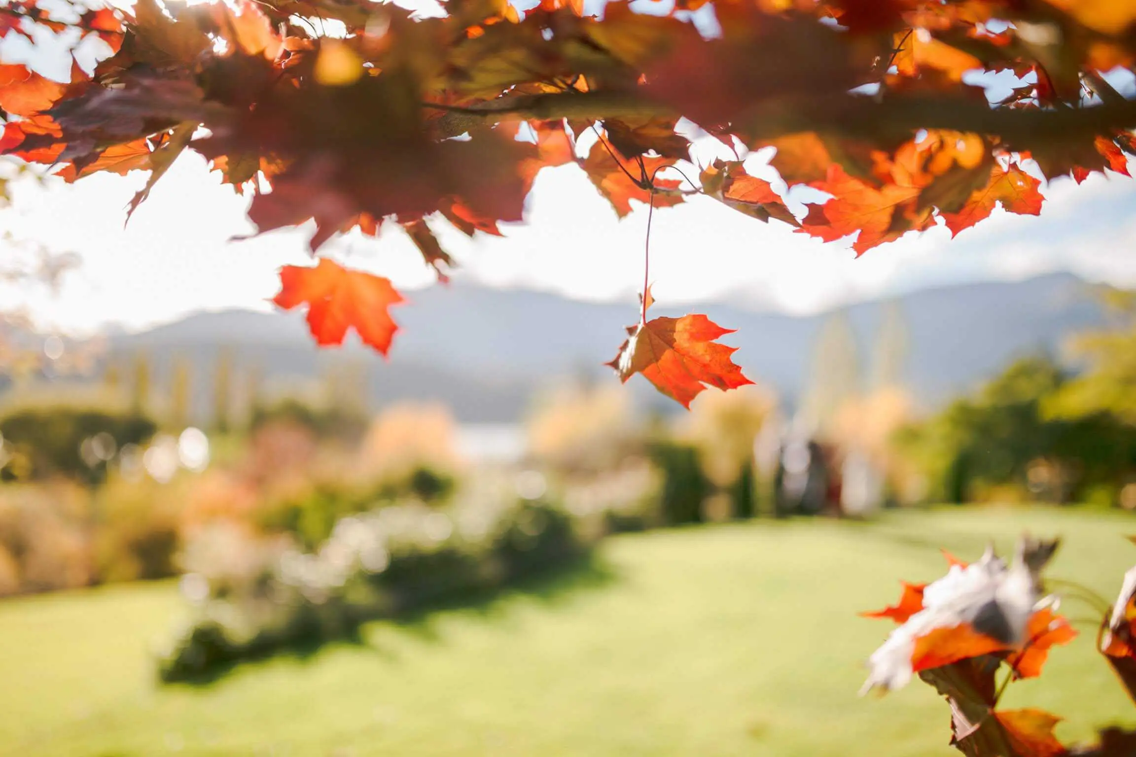 Queenstown Wedding Packages Autumn Wedding-10 Queenstown Wedding Packages Summer Wedding